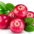 Lingonberry Fragrances