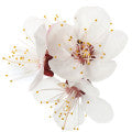 Orchard Blossom Fragrances