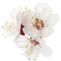 Orchard Blossom Fragrances - Shop inspired-by fragrances at Fragrenza