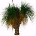Grass Tree Fragrances - Shop inspired-by fragrances at Fragrenza