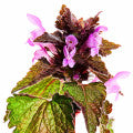 deadnettle Fragrances - Shop inspired-by fragrances at Fragrenza