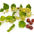 Jujube Blossom Fragrances - Shop inspired-by fragrances at Fragrenza