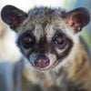 Civet note — Civet Fragrances