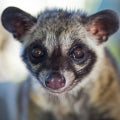 Civet Fragrances