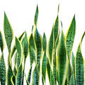 Snake Plant Fragrances - Shop inspired-by fragrances at Fragrenza