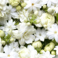 Mugane Fragrances - Shop inspired-by fragrances at Fragrenza