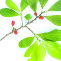 Illustration representing Cocoa Fragrances