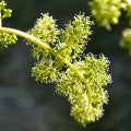 grapeflower