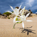 Sand Lily Fragrances - Shop inspired-by fragrances at Fragrenza