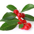 Wintergreen Fragrances - Shop inspired-by fragrances at Fragrenza
