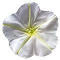 Moon Flower Fragrances - Shop inspired-by fragrances at Fragrenza
