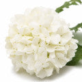Viburnum Fragrances - Shop inspired-by fragrances at Fragrenza