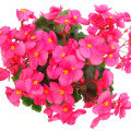 Begonia Fragrances - Shop inspired-by fragrances at Fragrenza