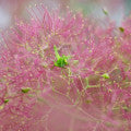 Smoketree Fragrances - Shop inspired-by fragrances at Fragrenza