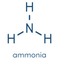 Ammonia Fragrances