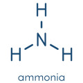 Ammonia Fragrances - Shop inspired-by fragrances at Fragrenza