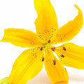 Lysylang Fragrances - Shop inspired-by fragrances at Fragrenza