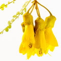 Sophora Toromiro Flower