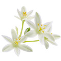 Ornithogalum Fragrances - Shop inspired-by fragrances at Fragrenza