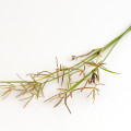 Nut Grass Fragrances - Shop inspired-by fragrances at Fragrenza