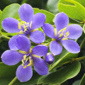 Guayacan Fragrances - Shop inspired-by fragrances at Fragrenza