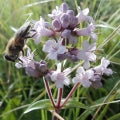 Jatamansi or Spikenard Fragrances - Shop inspired-by fragrances at Fragrenza
