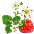 Strawberry Flower Fragrances - Shop inspired-by fragrances at Fragrenza