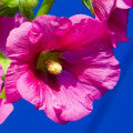 Althaea