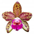 Orchid Pink Leopard Fragrances