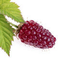 Loganberry Fragrances - Shop inspired-by fragrances at Fragrenza