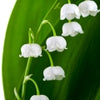 Lily of the valley note — Lily of the Valley Fragrances