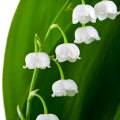 Lily-Of-The-Valley note