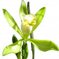 Illustration representing Bourbon Vanilla Fragrances