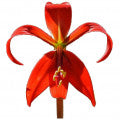 Azteca Lily Fragrances