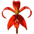 Illustration representing Azteca Lily Fragrances