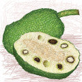 Breadnut Fragrances - Shop inspired-by fragrances at Fragrenza