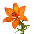 Illustration representing Fire Lily Fragrances