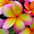 Plumeria Fragrances - Shop inspired-by fragrances at Fragrenza
