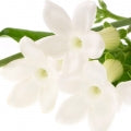 Stephanotis Fragrances - Shop inspired-by fragrances at Fragrenza