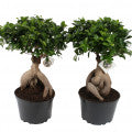 Gajumaru Banyan Fragrances