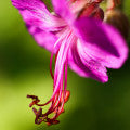 Geranium macrorrhizum (Zdravetz) Fragrances - Shop inspired-by fragrances at Fragrenza