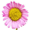 Erigeron (Fleabane) Fragrances - Shop inspired-by fragrances at Fragrenza