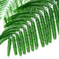 Mimosa leaves Fragrances