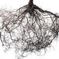 Roots Fragrances - Shop inspired-by fragrances at Fragrenza