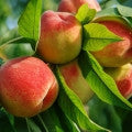 Wild Peach Fragrances