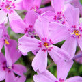 Moss flox Fragrances - Shop inspired-by fragrances at Fragrenza