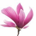 Illustration representing Saucer magnolia Fragrances