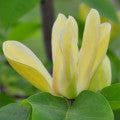 Magnolia brooklynensis Fragrances