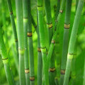 Stems Greens Fragrances - Shop inspired-by fragrances at Fragrenza