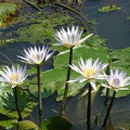 Water Lily Leaf